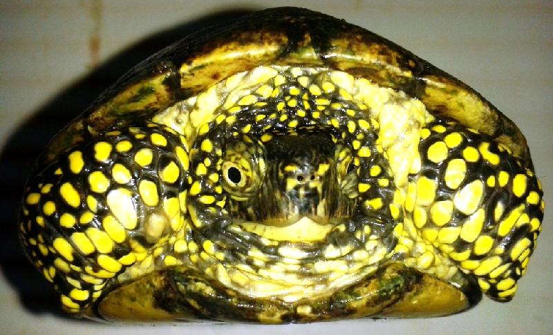 Mascle de tortuga d'estany